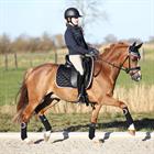 Bandes de polo HGAurum HORSEGEAR Noir