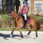 Bandes de polo HGAurum HORSEGEAR Rouge foncé