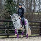Bandes de polo HGAurum HORSEGEAR Violet