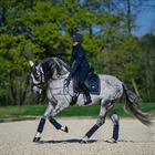Bandes de polo Royal Classic Equestrian Stockholm Bleu foncé