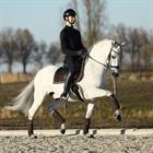 Bandes de polo Ruches 4-pack HORSEGEAR Marron foncé