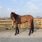 Bandes de polo Wool Kentucky Bleu foncé