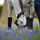Bandes de polo Wool Kentucky Noir