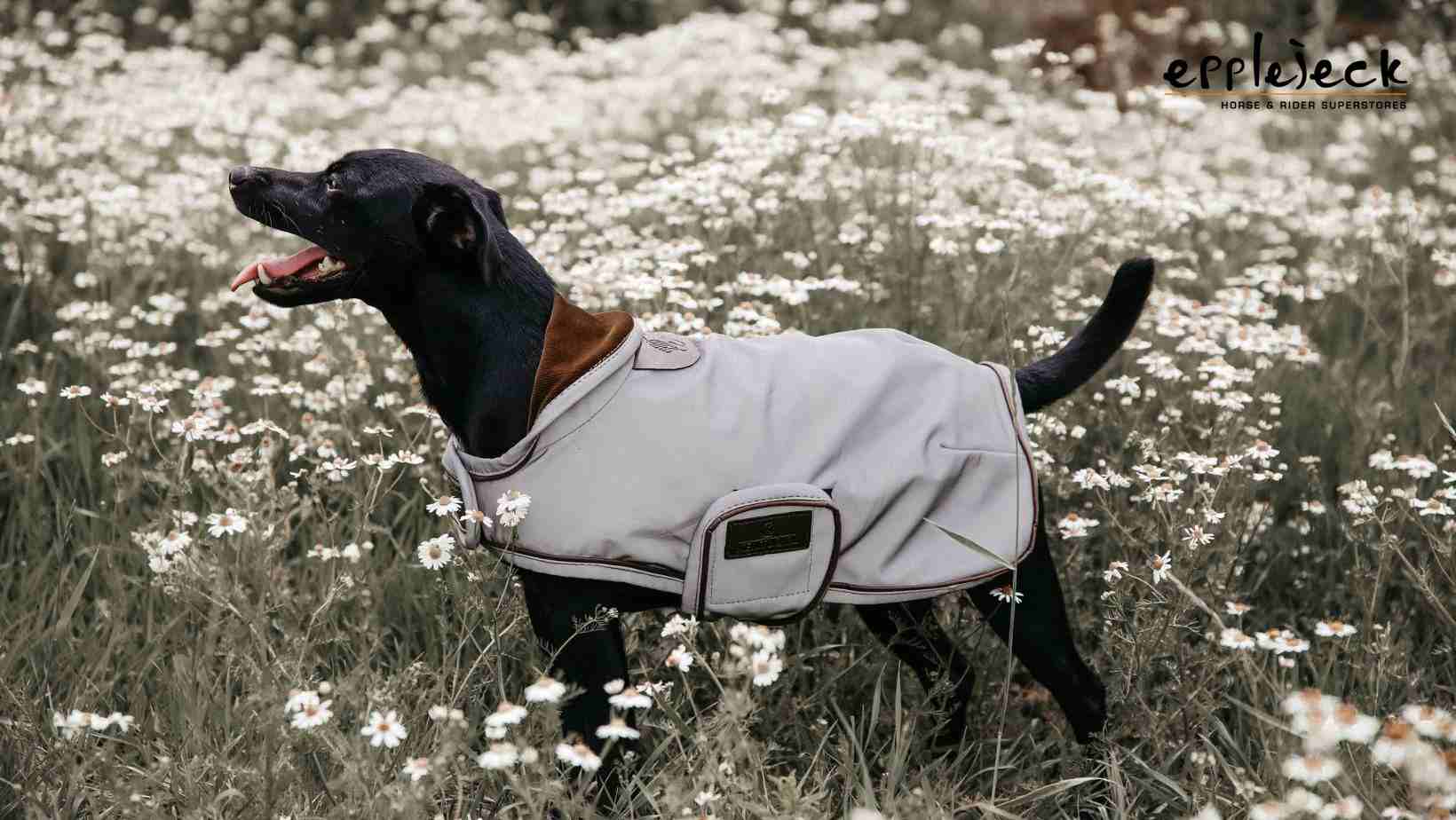 Un manteau pour chien, est-ce vraiment nécessaire ?
