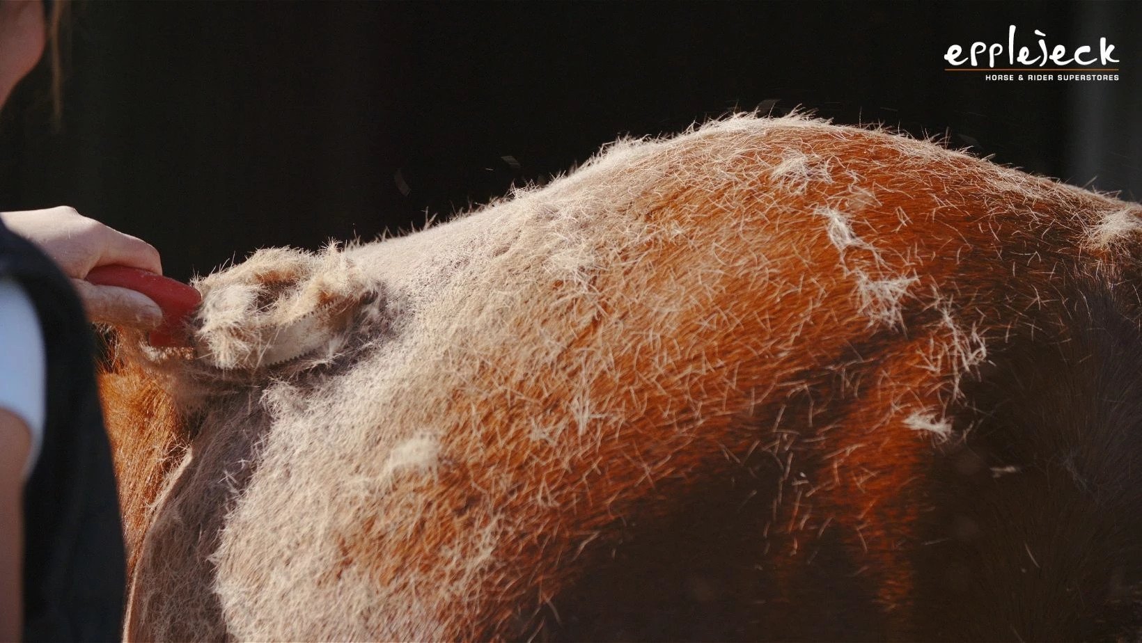 Blog Epplejeck : aider son cheval à perdre ses poils