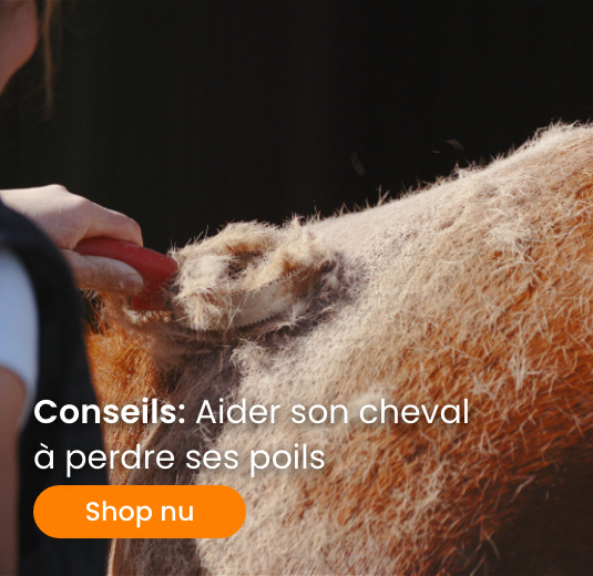 blog Aider son cheval à perdre ses poils
