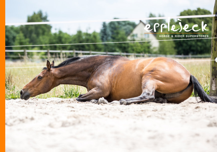 Blog Coliques chez les chevaux : causes, symptômes et prévention