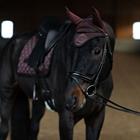 Bonnet anti-mouches Endless Glow Equestrian Stockholm Marron