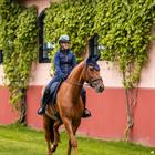 Bonnet anti-mouches Lagoon Blush Equestrian Stockholm Bleu foncé