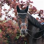 Bonnet anti-mouches Wellington Sparkling Kentucky Noir