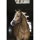 Bridon Aquila Deluxe HORSEGEAR Marron