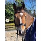 Bridon Aquila Deluxe HORSEGEAR Noir