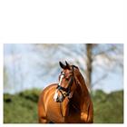 Bridon ATH20005 Anky Noir