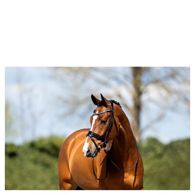 Bridon ATH20005 Anky Noir