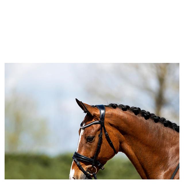 Bridon ATH20005 Anky Noir