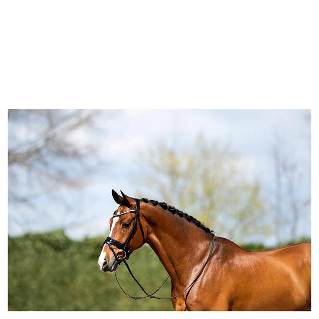 Bridon ATH20005 Anky Noir