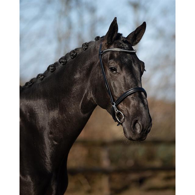 Bridon de présentation Vesta QHP Noir