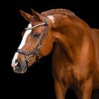 Bridon FaySport Shine PresTeq Marron