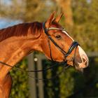 Bridon HGGreylin HORSEGEAR Noir