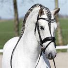 Bridon HGHonestus HORSEGEAR Noir