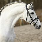 Bridon HGLucido Horsegear Noir-blanc