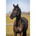 Bridon HGWellington HORSEGEAR Noir