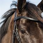 Bridon HGWellington HORSEGEAR Noir