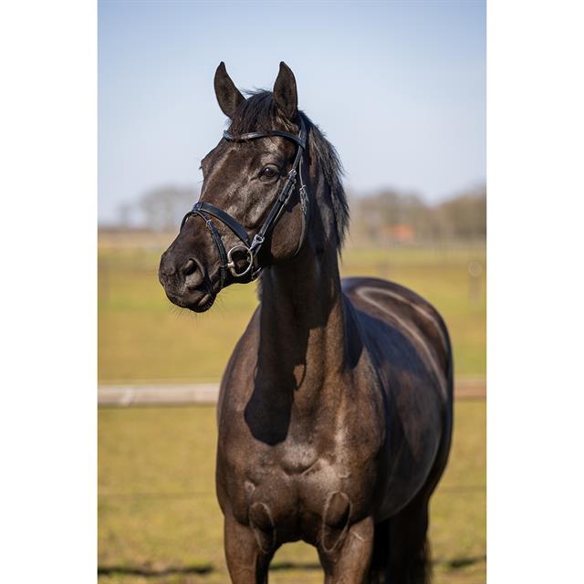 Bridon HGWellington HORSEGEAR Noir