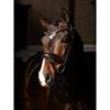 Bridon Kudos Dressage Lak LeMieux Marron-marron