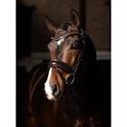 Bridon Kudos Dressage Lak LeMieux Marron-marron