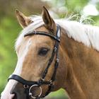 Bridon Quasar HORSEGEAR Noir-argenté