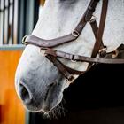 Bridon Rambo Micklem Multi Bridle 2.0 Marron