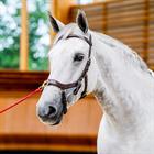 Bridon Rambo Micklem Multi Bridle 2.0 Marron