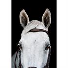 Bridon Rambo Micklem Multi Bridle 2.0 Marron