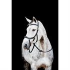 Bridon Rambo Micklem Multi Bridle 2.0 Noir