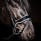 Bridon Special Guy HB Noir-blanc