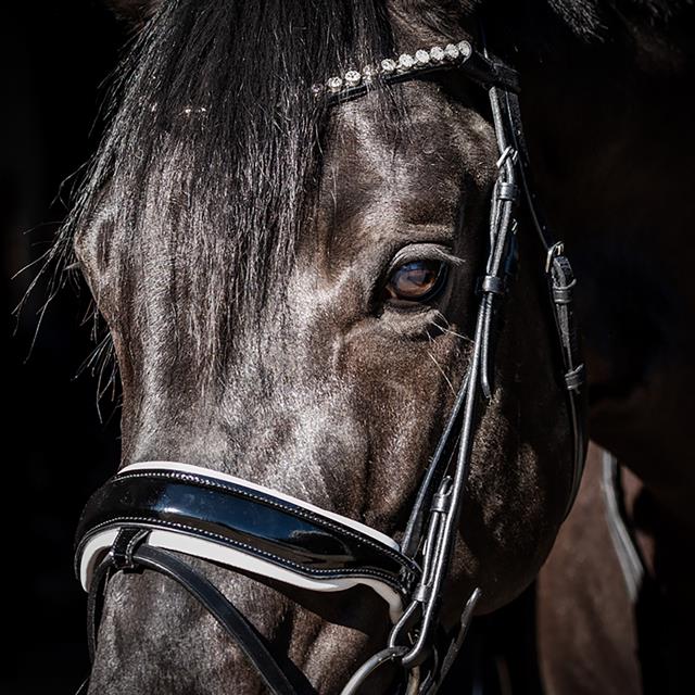 Bridon Special Guy HB Noir-blanc