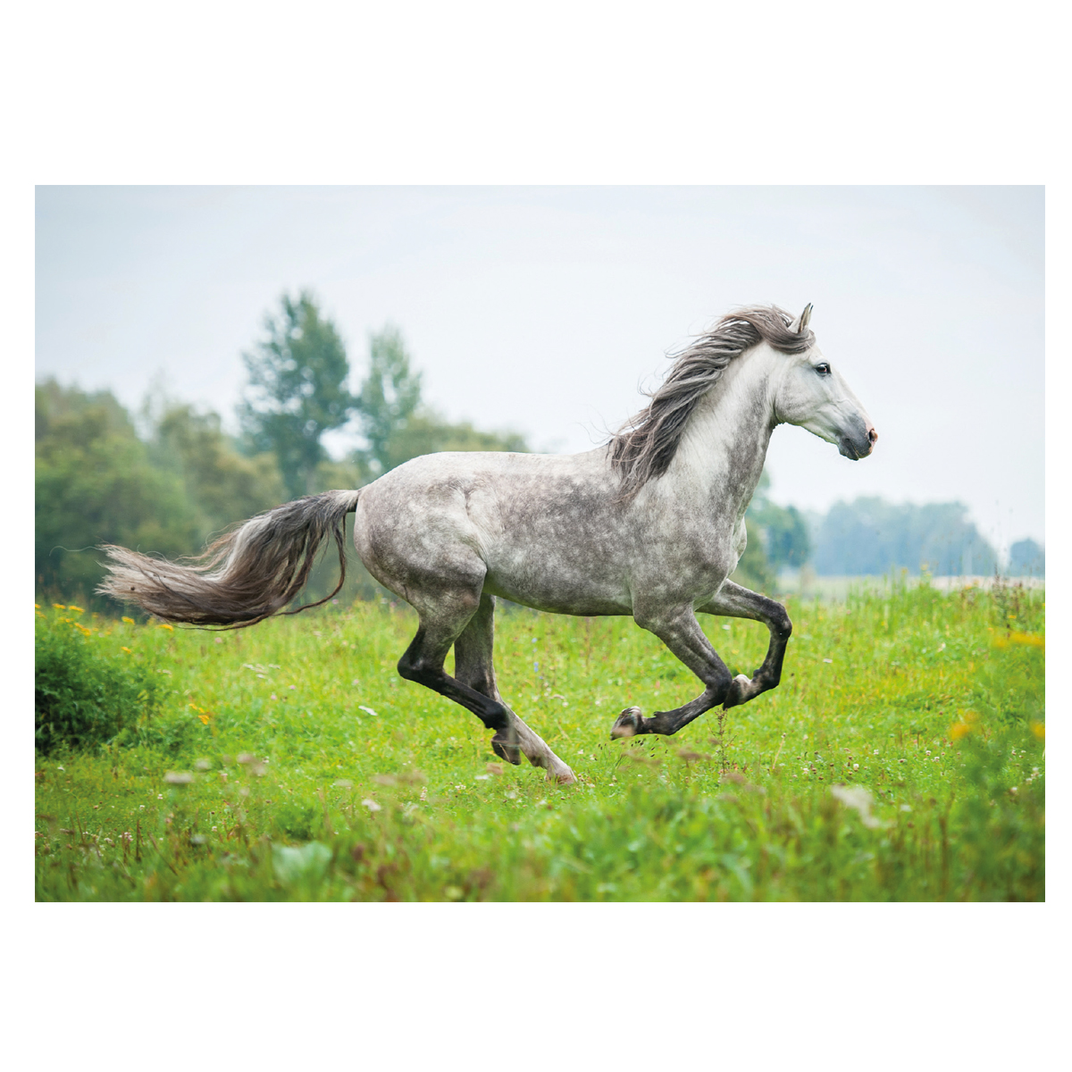 Carte Postale Cheval Blanc Galop Carte Postale Cheval Blanc Galop