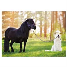 Carte Postale Cheval Chien Divers