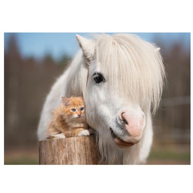 Carte Postale Poney Chatton Divers