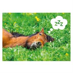 Carte Postale Poney Dormir Divers