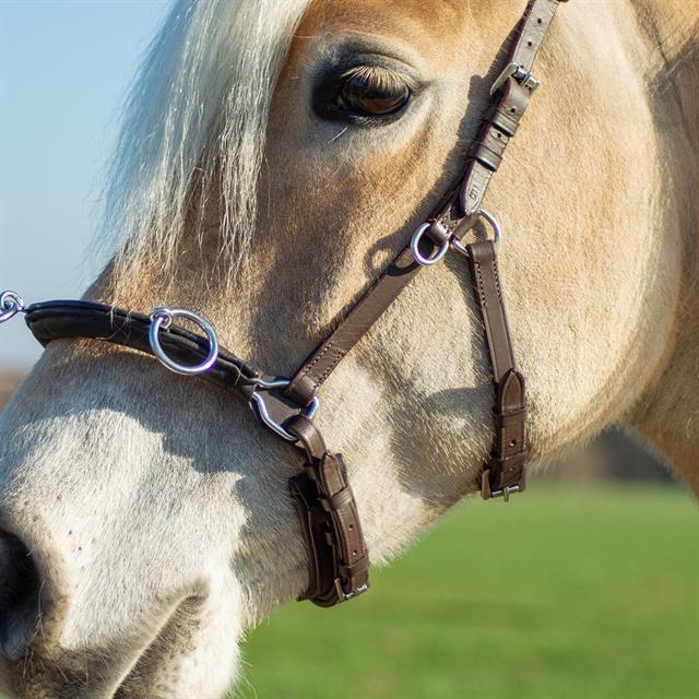 Caveçon en cuir Free Horse Marron