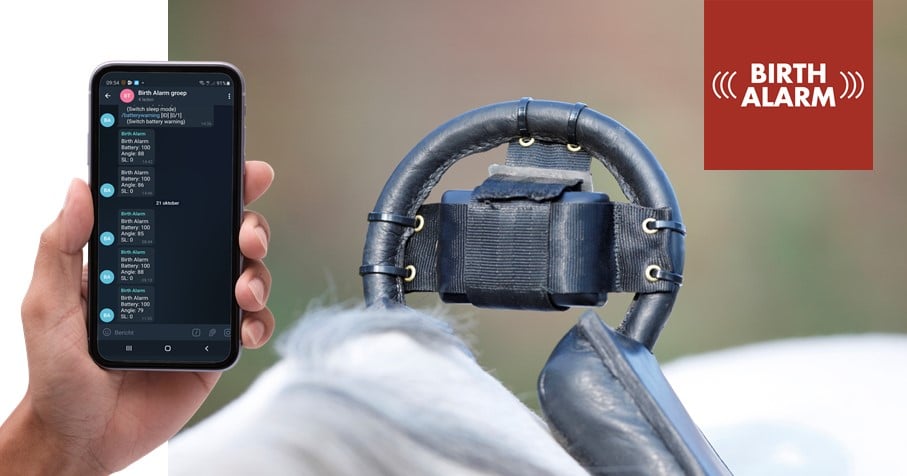 Ceinture de poulinage Birth Alarm avec détecteur fixé au surfaix