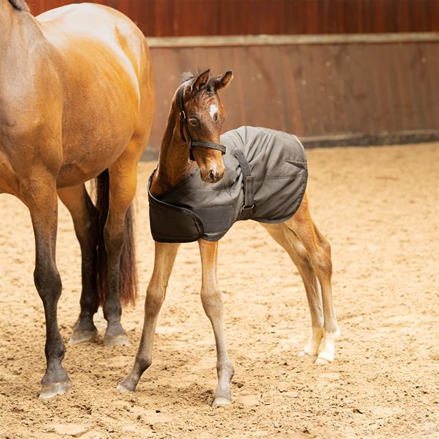 Chemise d'écurie Poulain 100g Harry's Horse Noir