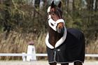 Chemise Séchante Allure HORSEGEAR Noir