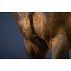 Collier de Chasse Anatomique Nec Dy'on Marron