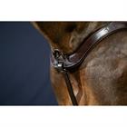 Collier de Chasse Anatomique Nec Dy'on Marron