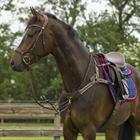 Collier de Chasse avec Martingale Sedna QHP Marron