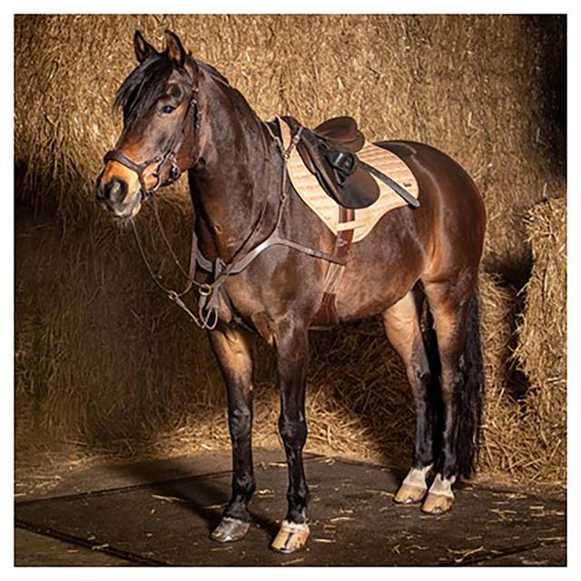 Collier de chasse Luxe Harry's Horse Marron