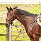 Collier de chasse Rosegold Harry's Horse Marron